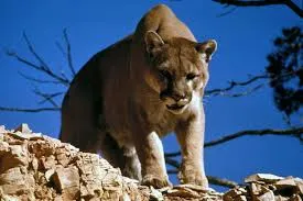 Mountain lion in natural habitat