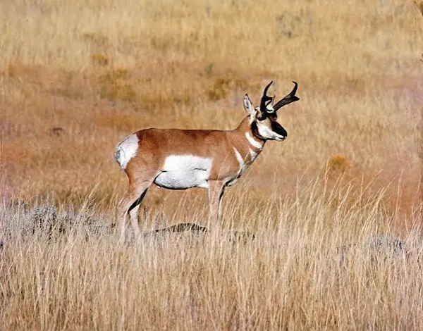 Pronghorn antelope on open plains