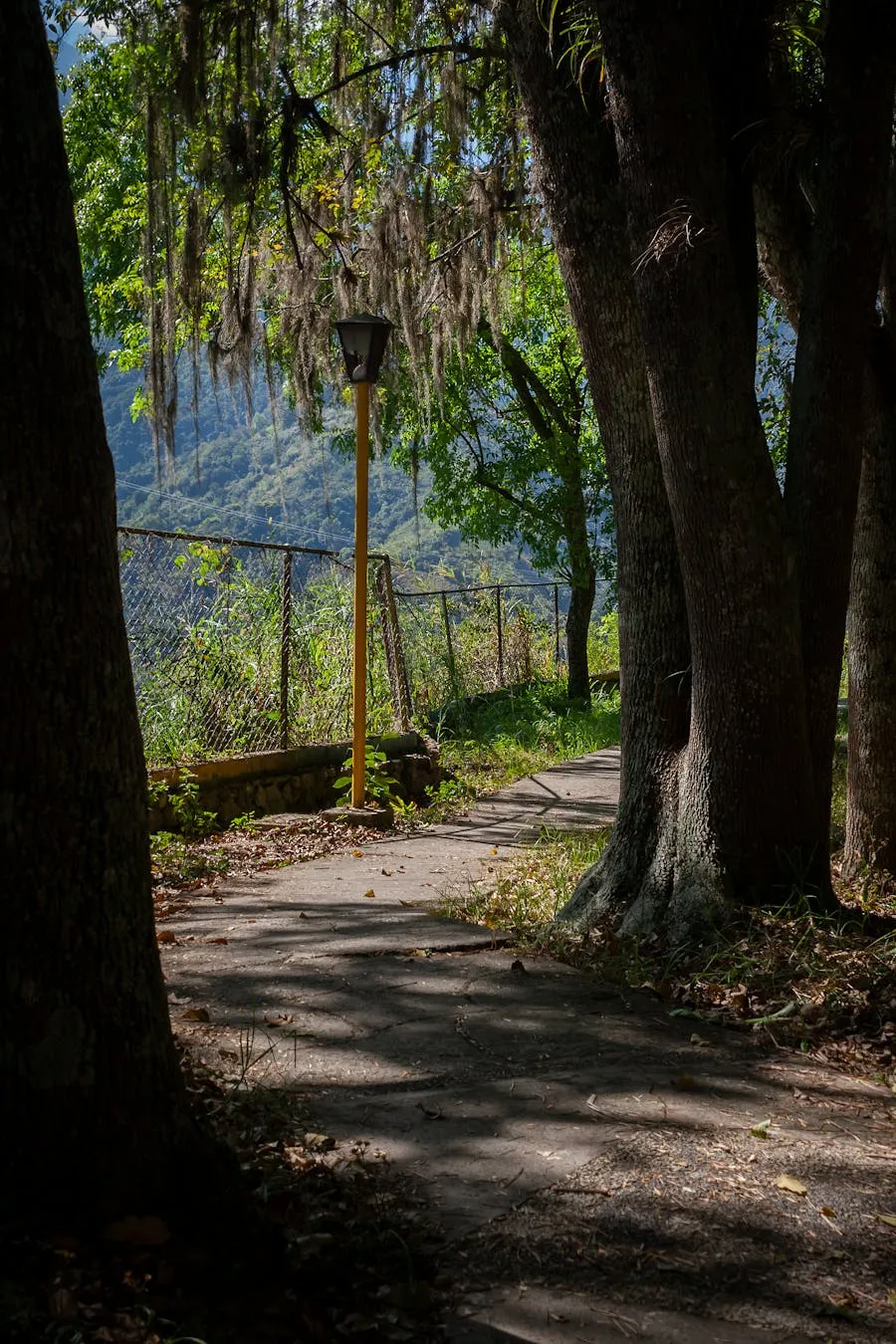 Lush tropical cloud forest canopy in Henri Pittier National Park