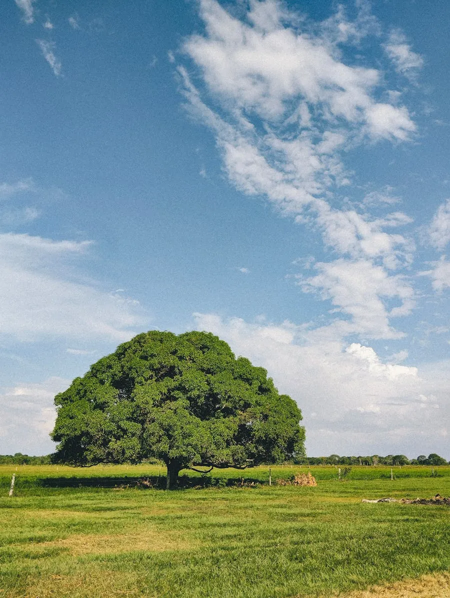 Vast tropical grasslands of Los Llanos with scattered trees