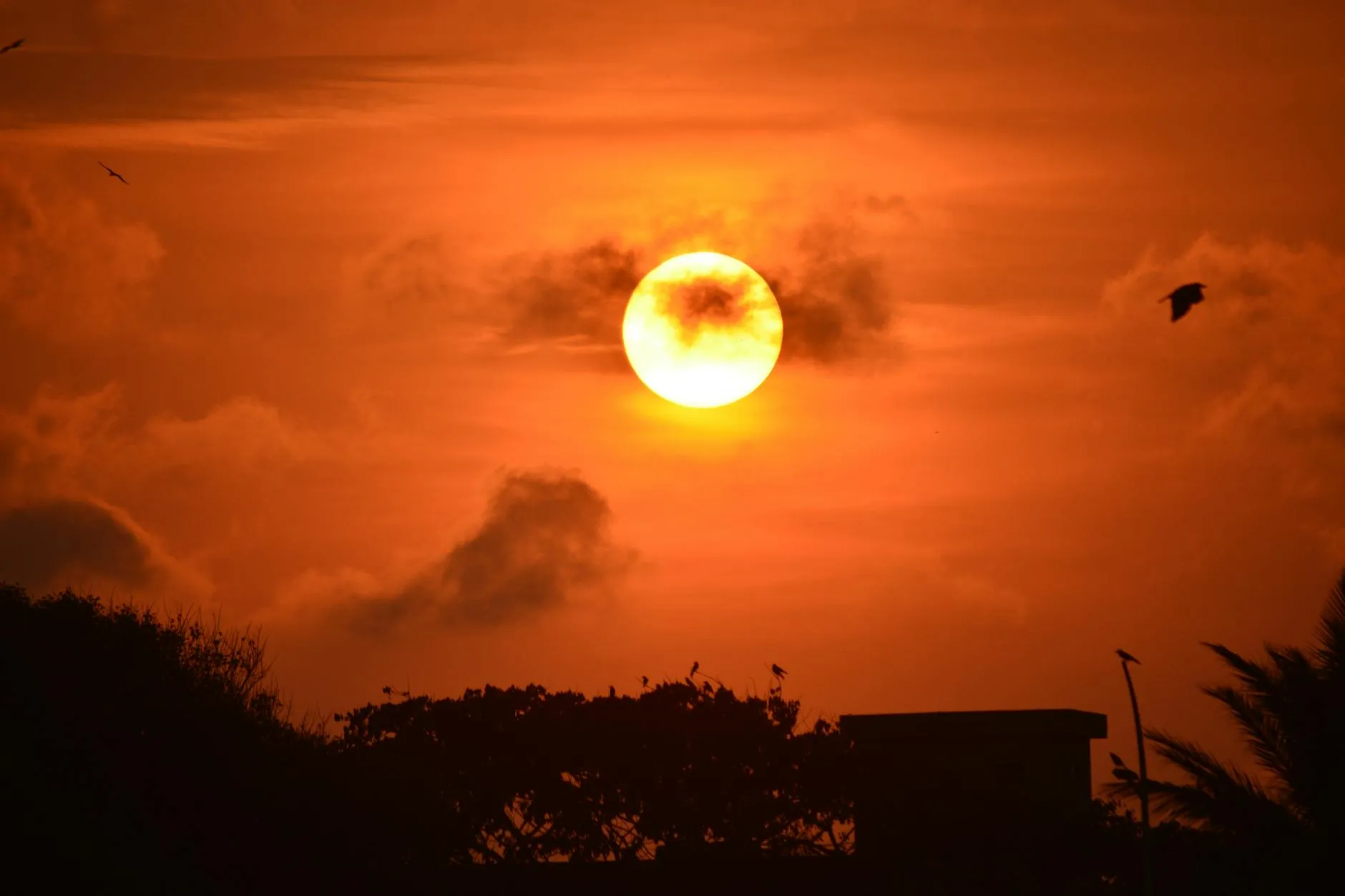 Stunning sunset with vivid orange sky and silhouetted trees and birds.