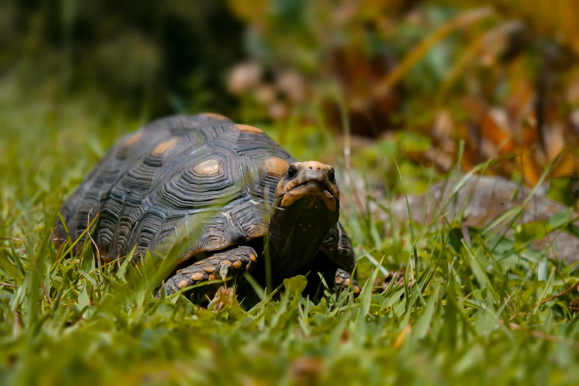 A detailed close-up of a tortoise crawling on grass in its natural habitat in Venezuela.