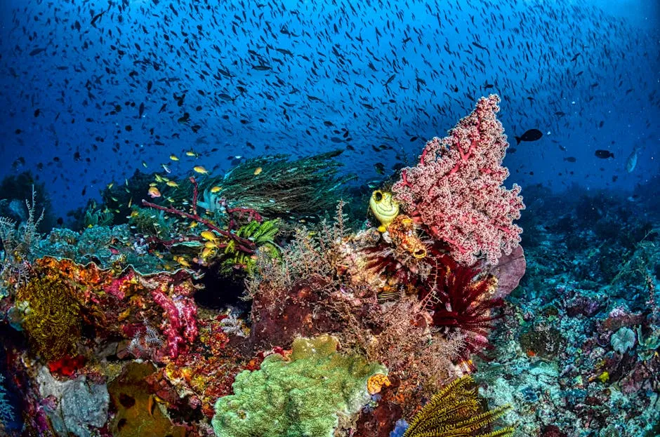 Great Barrier Reef