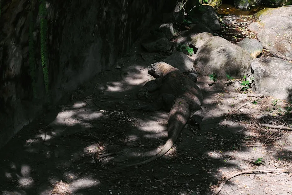 Komodo National Park