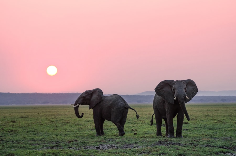 Asian elephant in natural forest habitat