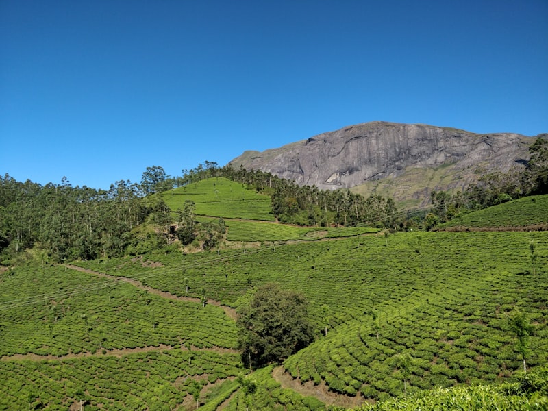 Emerald tea plantations cascading through Ella's misty hill country